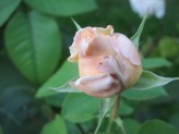 dominika1998 Róża ,różyczka :D
