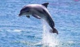 foxconn delfin