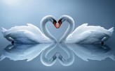 Real_Beautiful_Swans