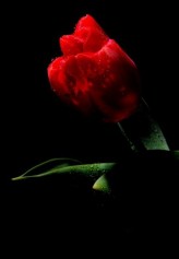 blackshadow Kobieta- to piękny kwiat,to niedocenione zioło,które zajmuje cały świat,o którym się mówi wokoło.Mówi - nie znając istoty ciała,mówi - nie znając doliny duszy.Kobieta - to nie tylko kwiat,to kamień, co z czasem się kruszy.