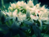 FotoByKuku kwiaty