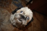 FiloPhotgraphy Pies jest najlepszym przyjacielem człowieka,hihi najlepszą przyjaciółką-Czika <3