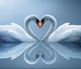 Real_Beautiful_Swans