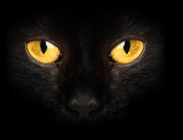 Model le_chat_noir