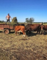 bednarskyj                             Working the land            