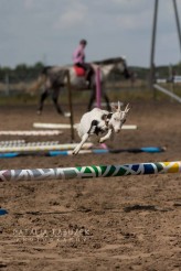 ojheartland Do dyspozycji posiadam 20 spokojnych koni od małych kucyków przystosowanych do pracy z dziećmi po duże konie dla dorosłych. W stajni są także dwa osły, owce, kozy, świnka oraz króliki różnych ras. Wszystkie zwierzęta są nauczone obcowania z człowieki