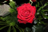 Czekoladoholik14 #Róża#Andzi
