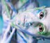 Pan_od_Bodypaintingu