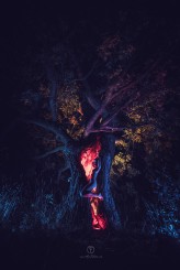 MioFallen Day and night, tree stories