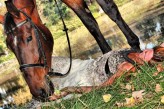 tyrantpl zdjęcia zrobione dla Luizy właścicielki rancza na grobli 