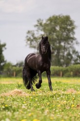 ojheartland Do dyspozycji posiadam 20 spokojnych koni od małych kucyków przystosowanych do pracy z dziećmi po duże konie dla dorosłych. W stajni są także dwa osły, owce, kozy, świnka oraz króliki różnych ras. Wszystkie zwierzęta są nauczone obcowania z człowieki