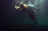 freedivephoto zapraszam na zdjęcia podwodne...