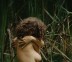 wildcumin_ph