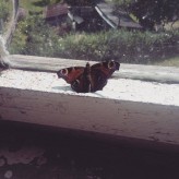 Nyu Butterfly