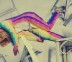 rainbow-photograqhy