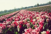 taotopani holenderskie tulipanki xd