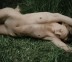 wildcumin_ph