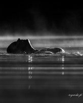 toyewski Marta 
https://www.instagram.com/luznespotkaniafotograficzne?igsh=Y2J6NTBsNnZnOHo3