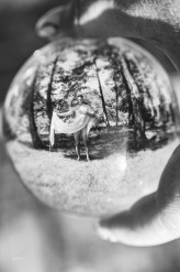 magphotopl