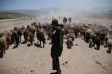 mprzedlacki Koczownicy w Afganistanie