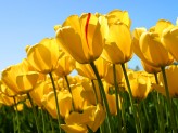 inesito Tulipany