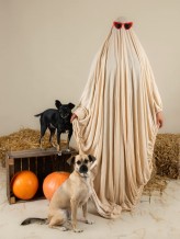 TypowaFoka  Zapsienifoto 