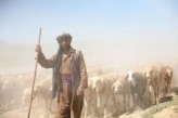 mprzedlacki Pasterz, Afganistan