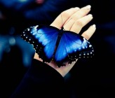 butterfly_photography