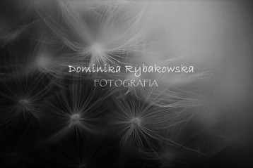 Fotograf dominika-rybakowska