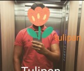 tulipan_fot