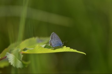 Fotograf Butterflies