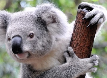 Model koalamisio