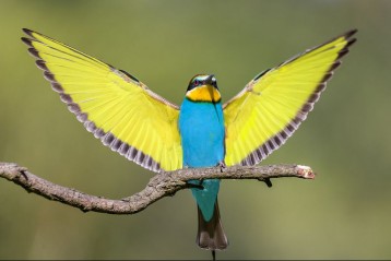Retuszer Yellow-blue.bird