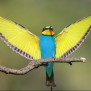 Yellow-blue.bird