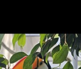 Sebastian_32_dr
