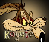 kojot1